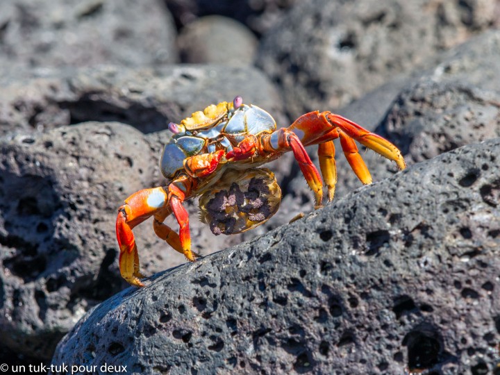 12 jours aux Îles Galápagos en autonomie, c'est vraiment merveilleux! - un-tuk-tuk-pour-deux