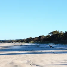 Kangourous, Koalas, Crocodiles et Araignées - 1 mois de Road Trip en Australie - Adelette